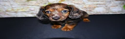 Miniature Dachshund dogs for sale: Butters - Ad 11