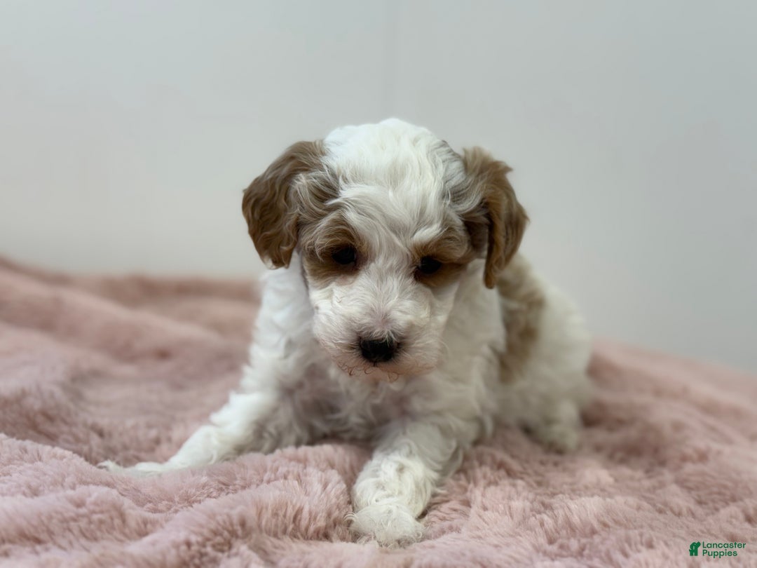 Mini Goldendoodle dogs for sale: Piper - Ad 3