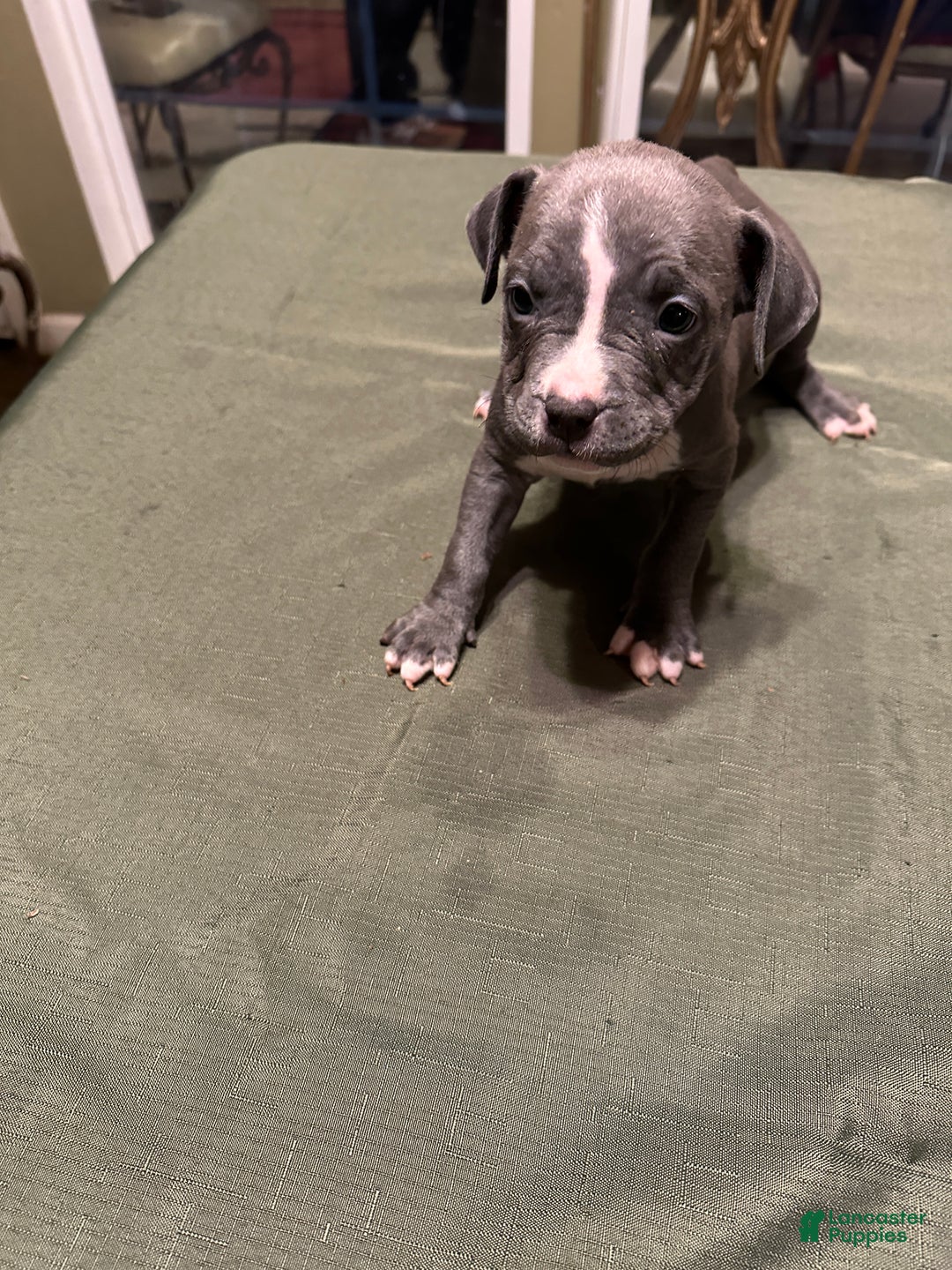 American Bully dogs for sale: Sadie (Purple) ABKC Blue - Ad 4