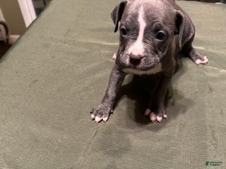 American Bully dogs - Ad 42