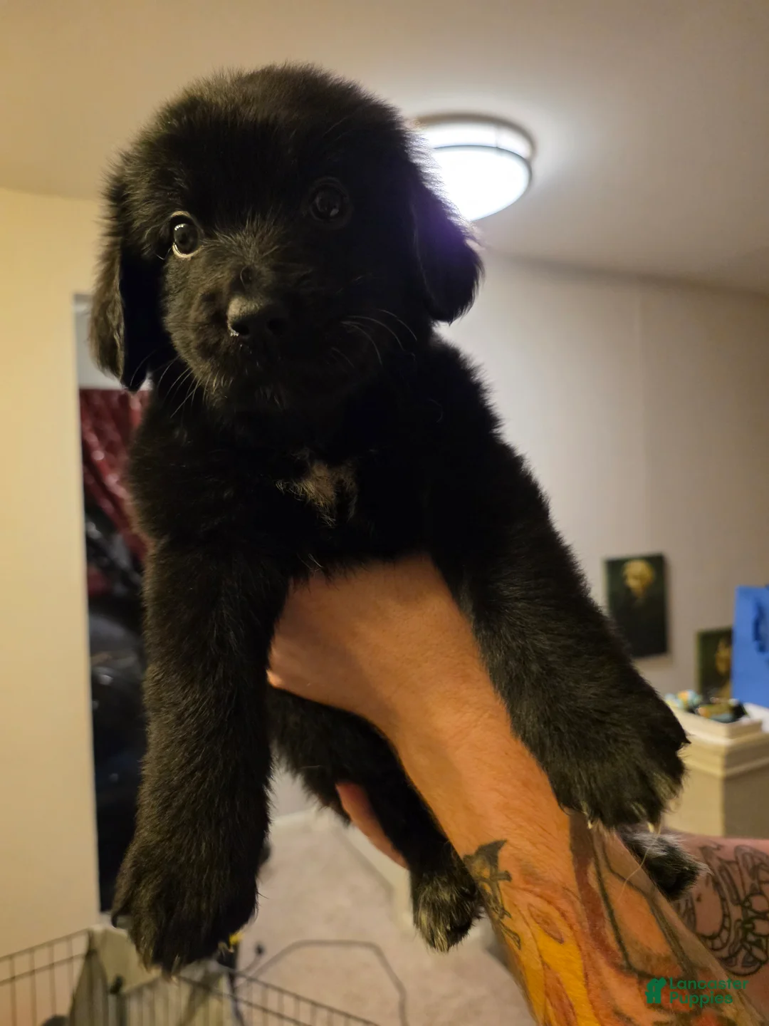 Mixed Breed dogs for sale: Jett - Ad 2