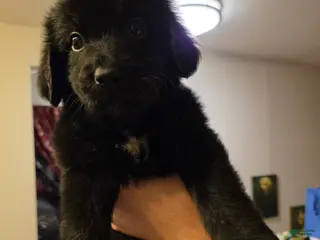 Mixed Breed dogs Jett - Ad 15