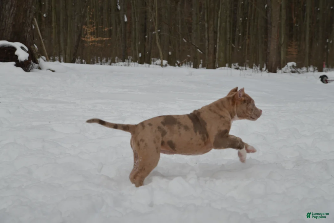 American Bully dogs for sale: American Bully litter of 1 puppies in Holland - Ad 2