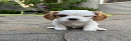 Cavalier King Charles Spaniel dogs for sale: Cavalier King Charles Spaniel Puppy 1 - Ad 2
