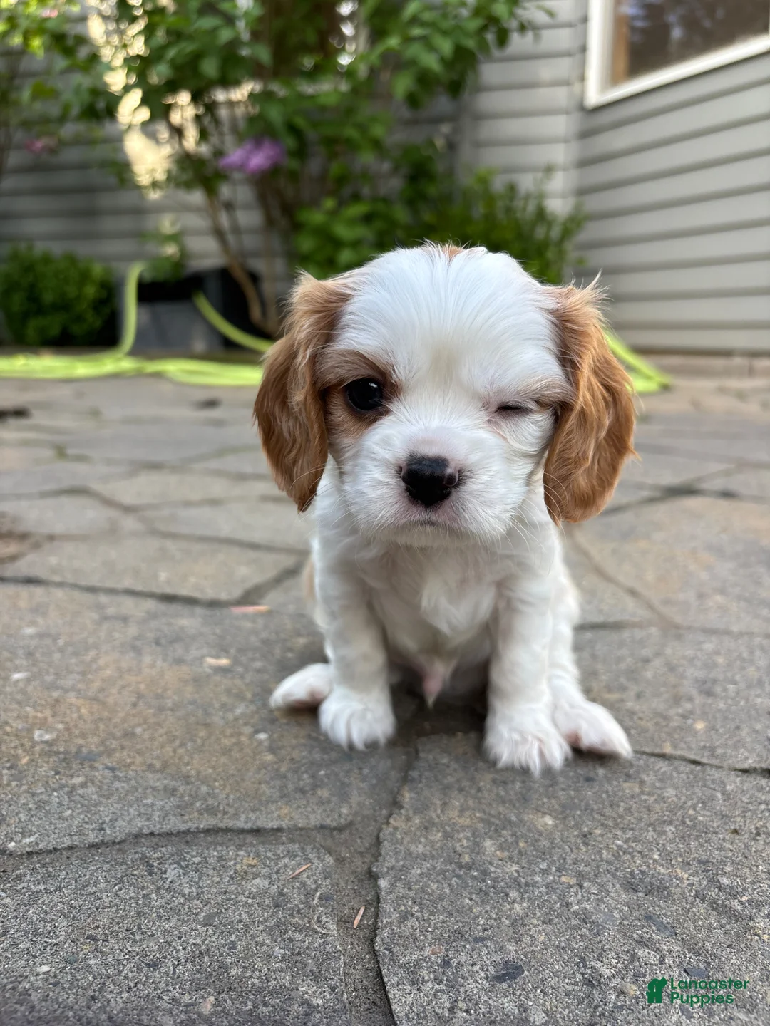 Cavalier King Charles Spaniel dogs for sale: Cavalier King Charles Spaniel Puppy 1 - Ad 2