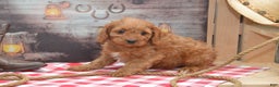 Cavapoo dogs for sale: Jeffrey - Ad 5