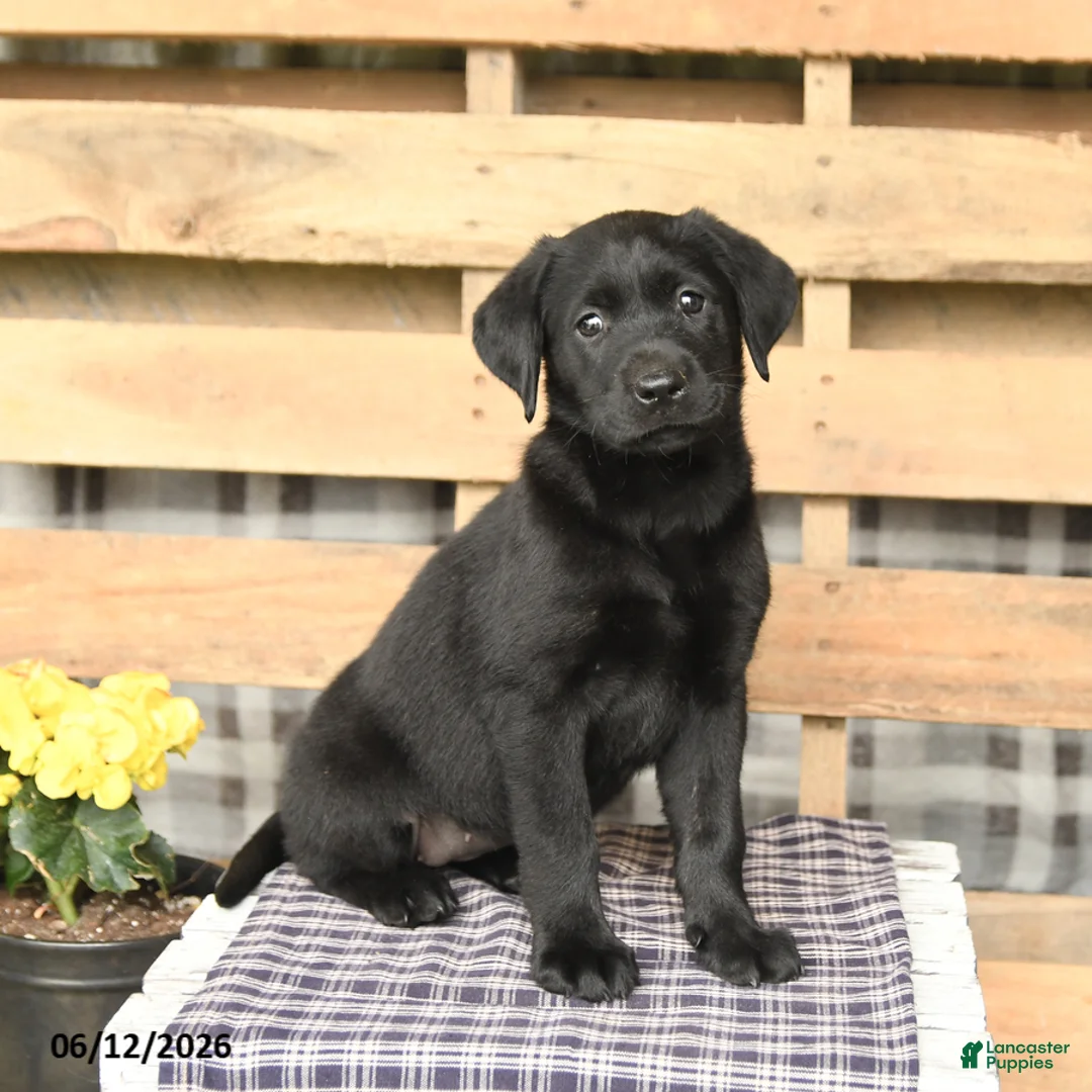 Labrador Retriever dogs for sale: Jemma - Ad 1
