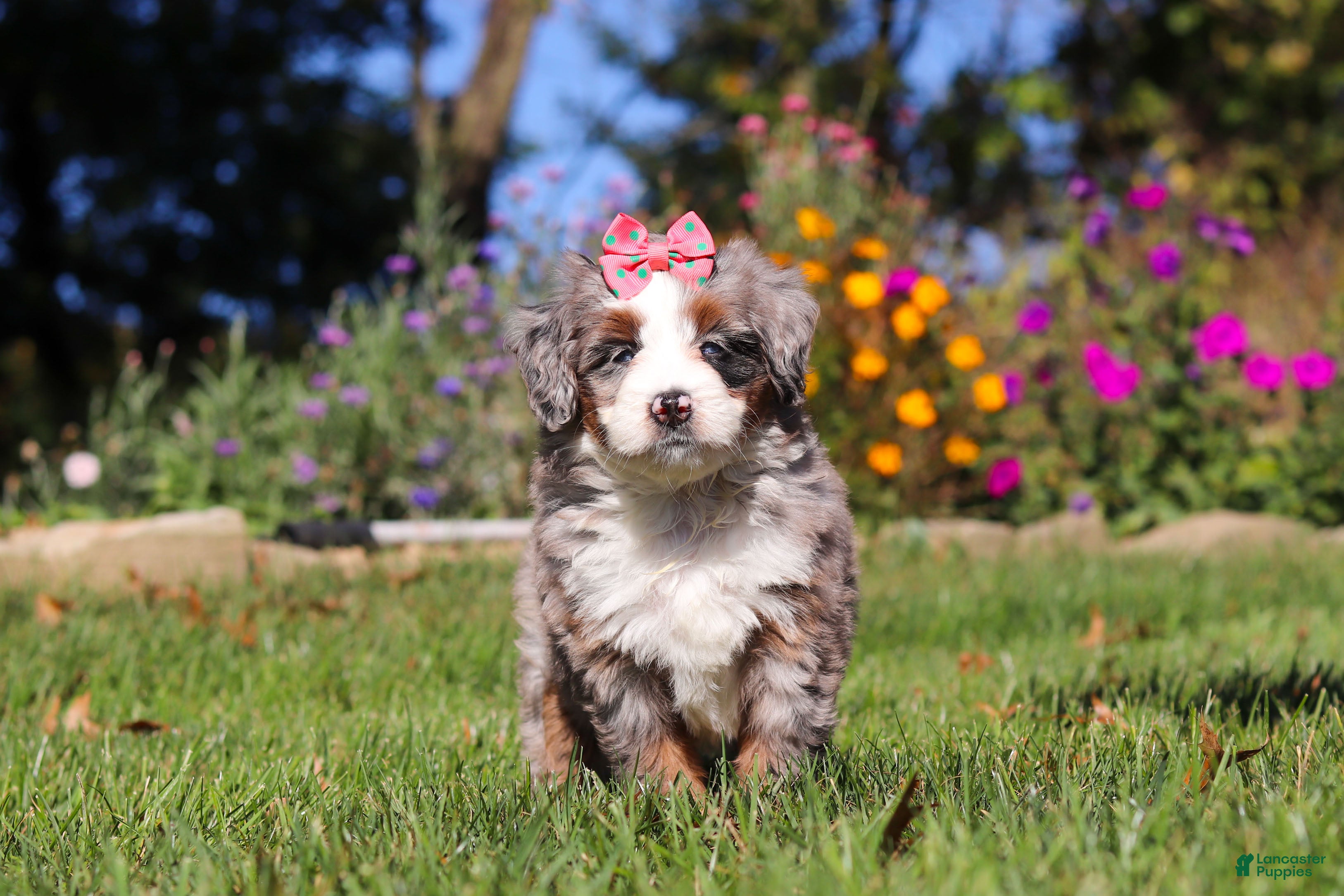 Mini Bernedoodle dogs Molly🎀 - Ad 2