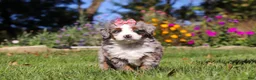 Mini Bernedoodle dogs for sale: Molly🎀 - Ad 2