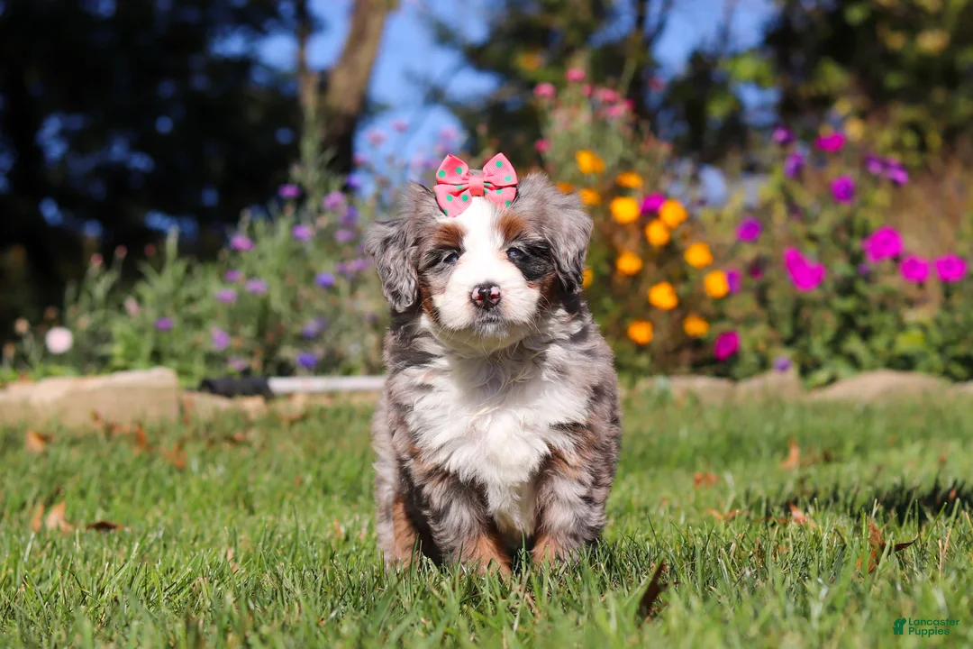 Mini Bernedoodle dogs for sale: Molly🎀 - Ad 2