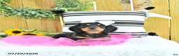 Miniature Dachshund dogs for sale: Cami - Ad 3