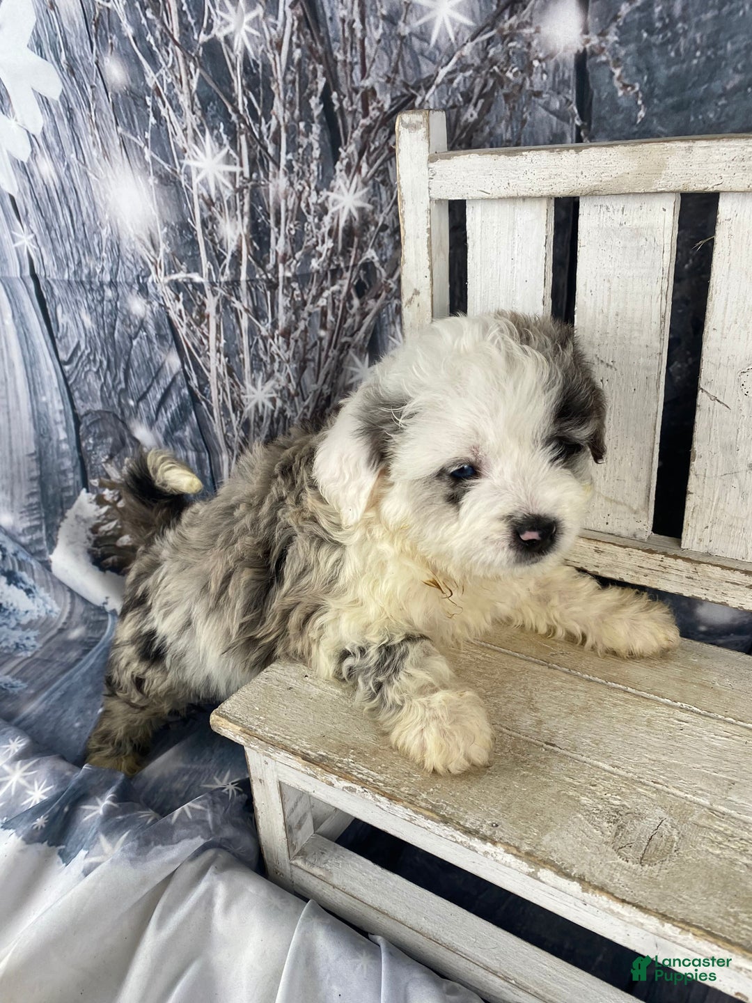 Mini Aussiedoodle dogs for sale: Iris - Ad 9