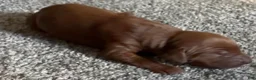 Irish Setter dogs for sale: Irish Setter 6 - Ad 1