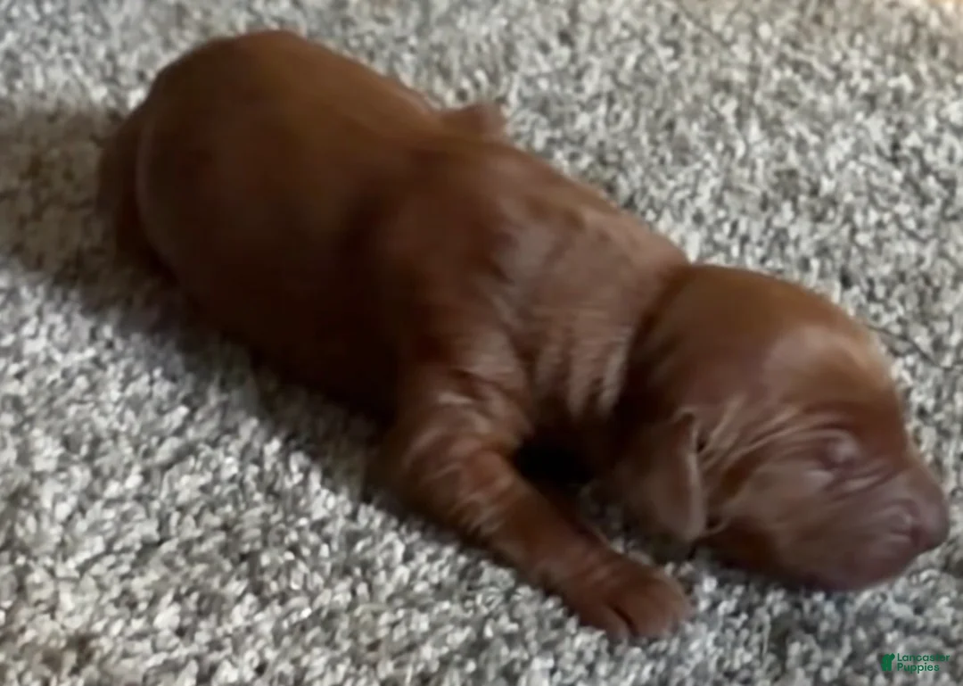 Irish Setter dogs for sale: Irish Setter 6 - Ad 1
