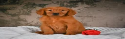 Golden Retriever dogs for sale: Tia - Ad 9