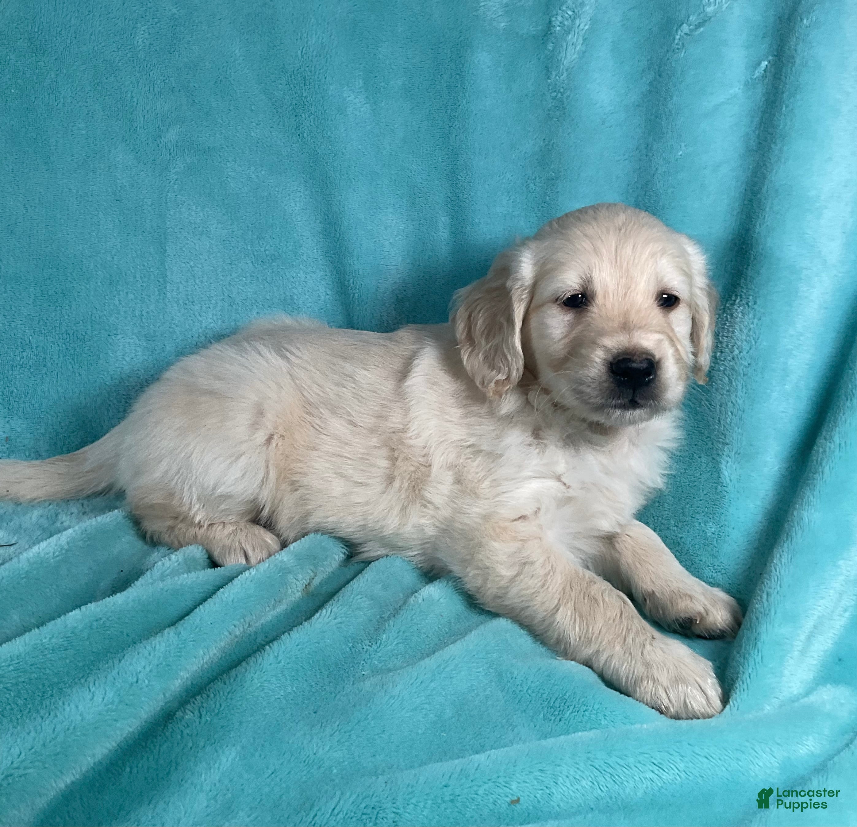 Golden Retriever dogs Ashley 8241 - Ad 2