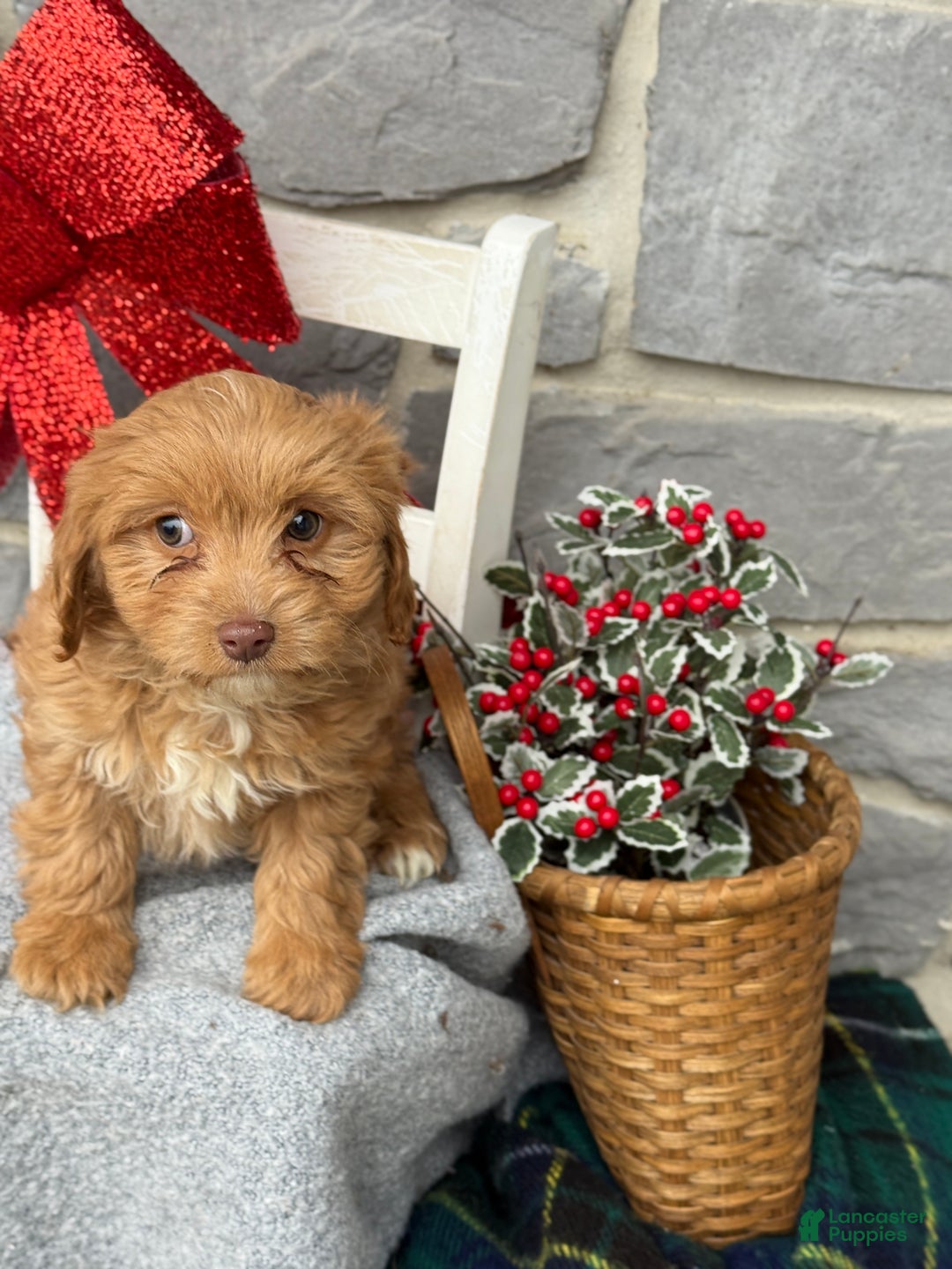 Cavapoo dogs for sale: Alita - Ad 3