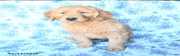 Golden Retriever dogs for sale: Prince    - Ad 2