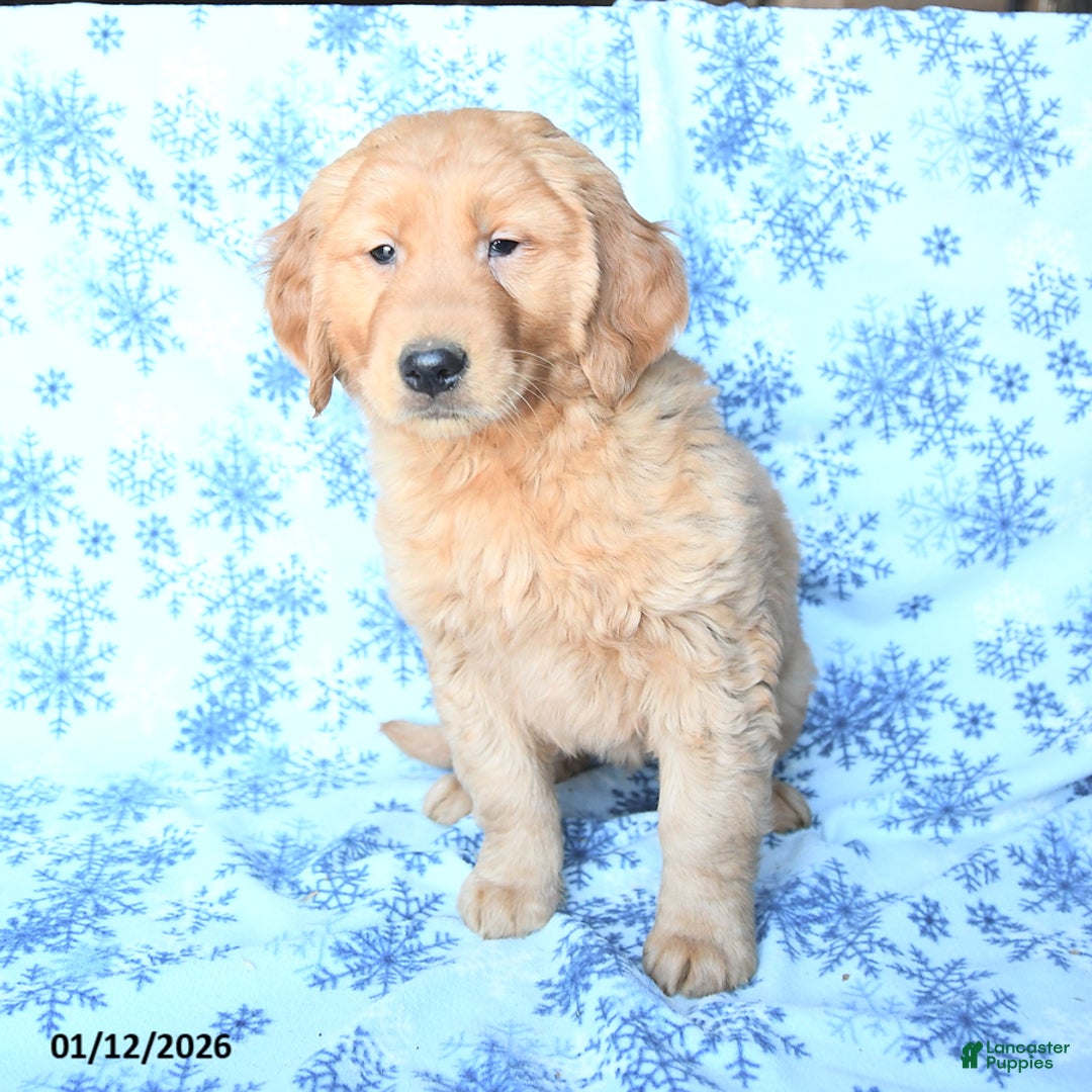 Golden Retriever dogs for sale: Prince    - Ad 2