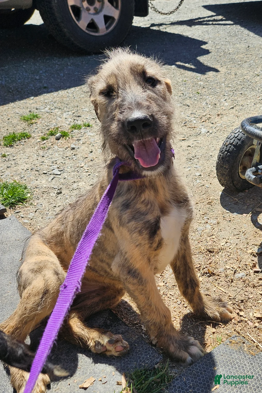 Irish Wolfhound dogs for sale: Irish Wolfhound Puppy 2 - Ad 1