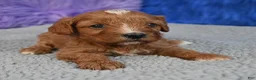 Cavapoo dogs for sale: Cavapoo 1 - Ad 15