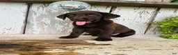 Labrador Retriever dogs for sale: Sally  - Ad 2