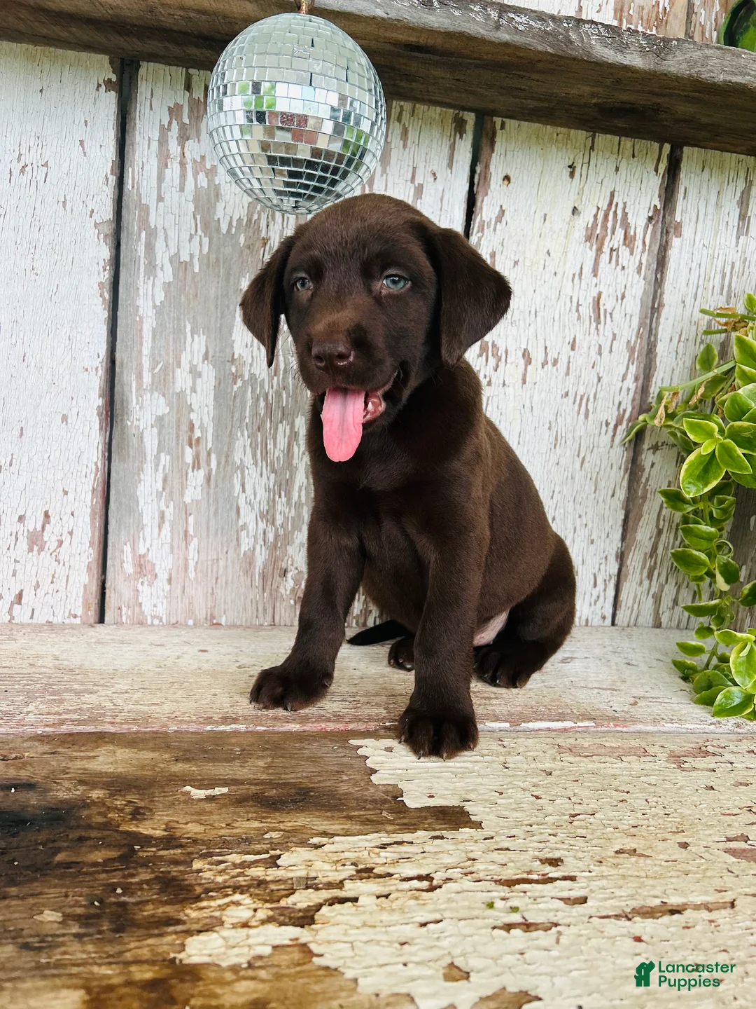 Labrador Retriever dogs for sale: Sally  - Ad 2