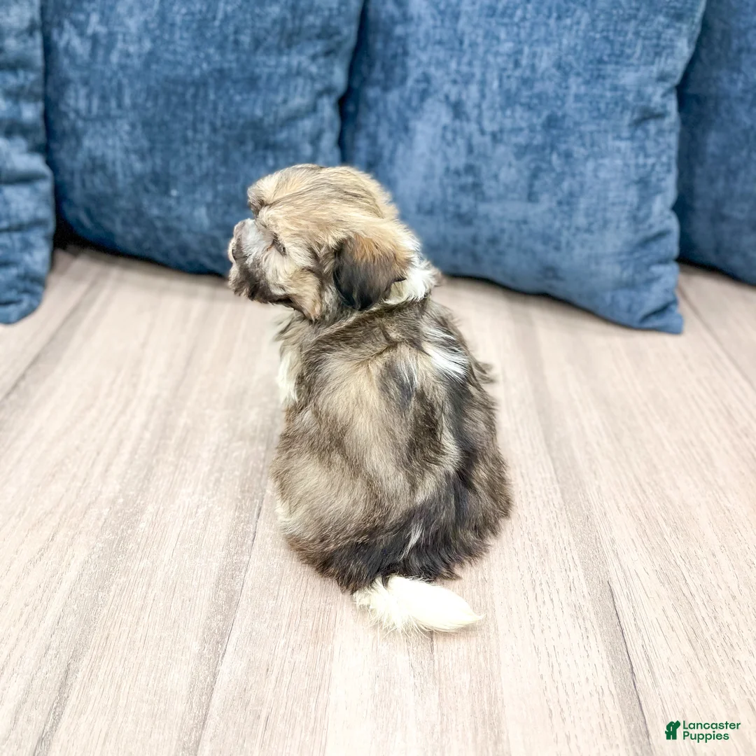 Havanese dogs for sale: Axel - Ad 6