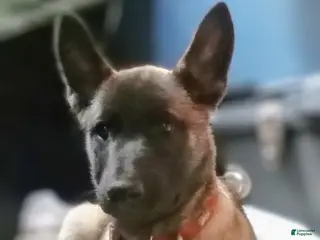 Belgian Malinois dogs Belgian Malinois Puppy 1 (BALDUR) - Ad 5