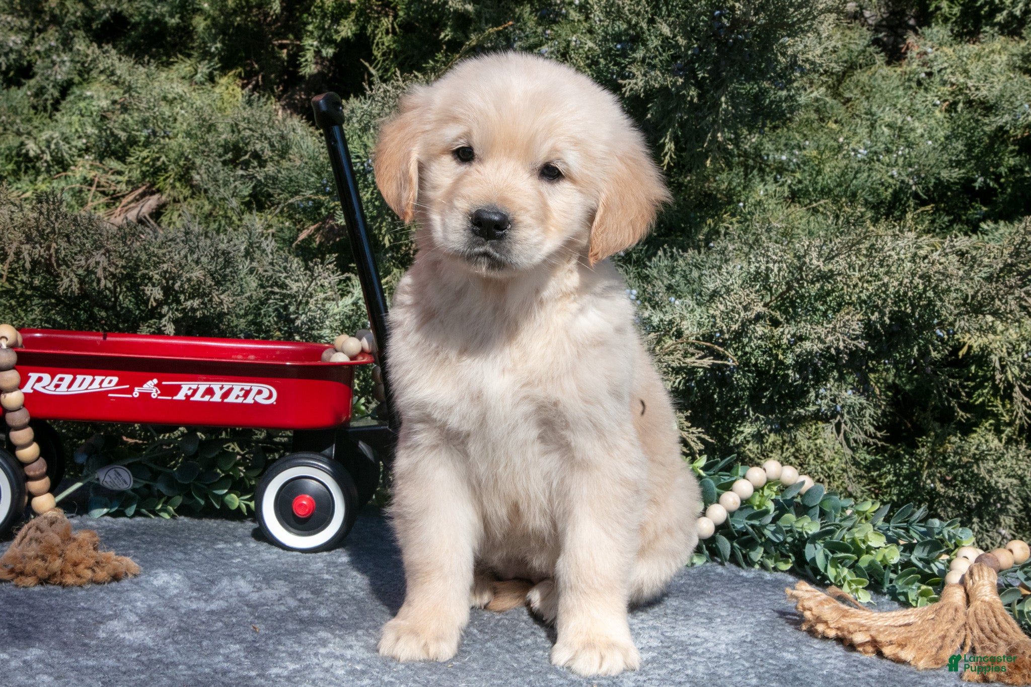 Golden Retriever dogs Madeline - Ad 1