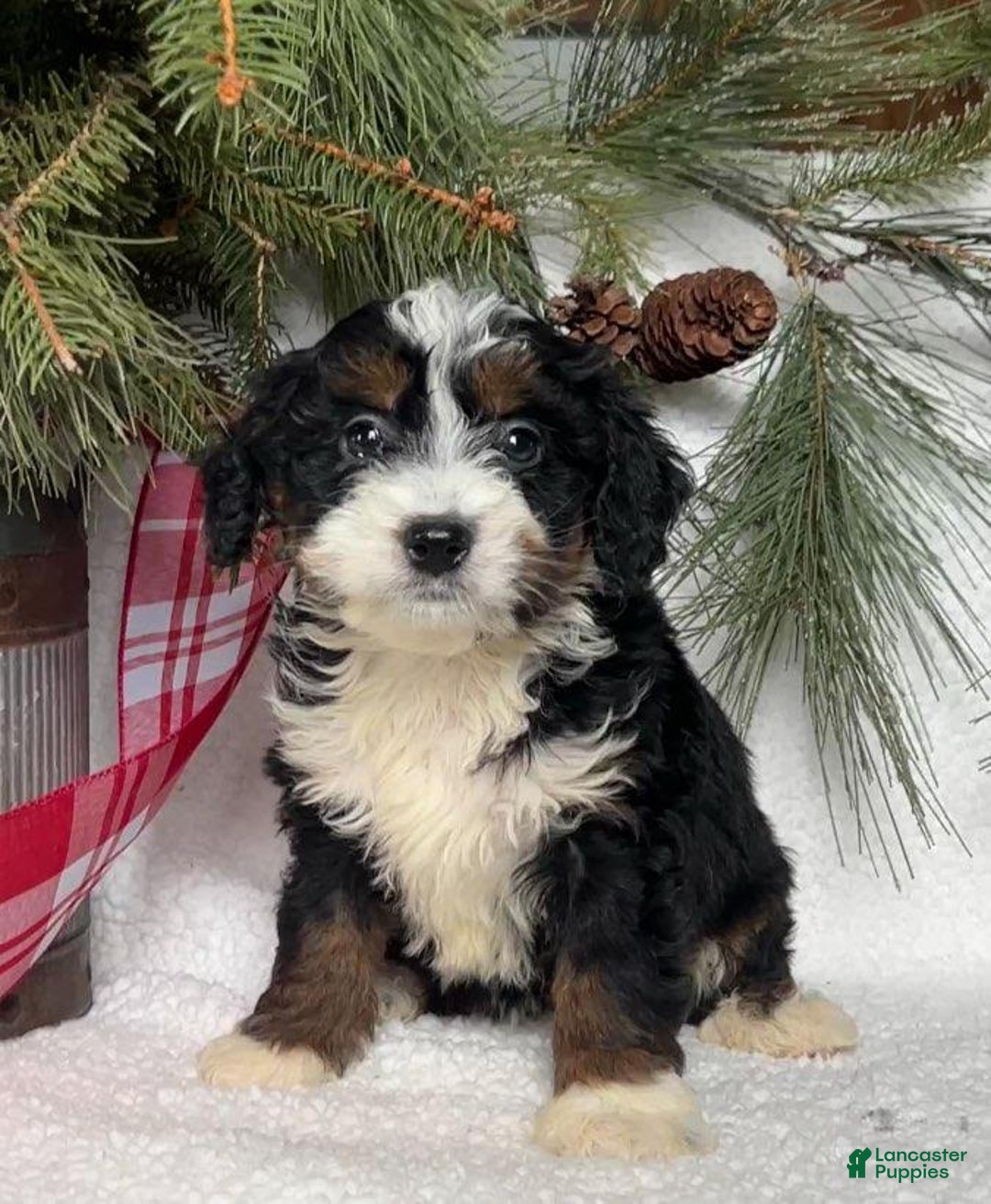 Mini Bernedoodle dogs for sale: Princess - Ad 2