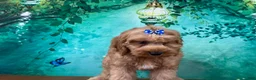 Cockapoo dogs for sale: Cupcake - Ad 3