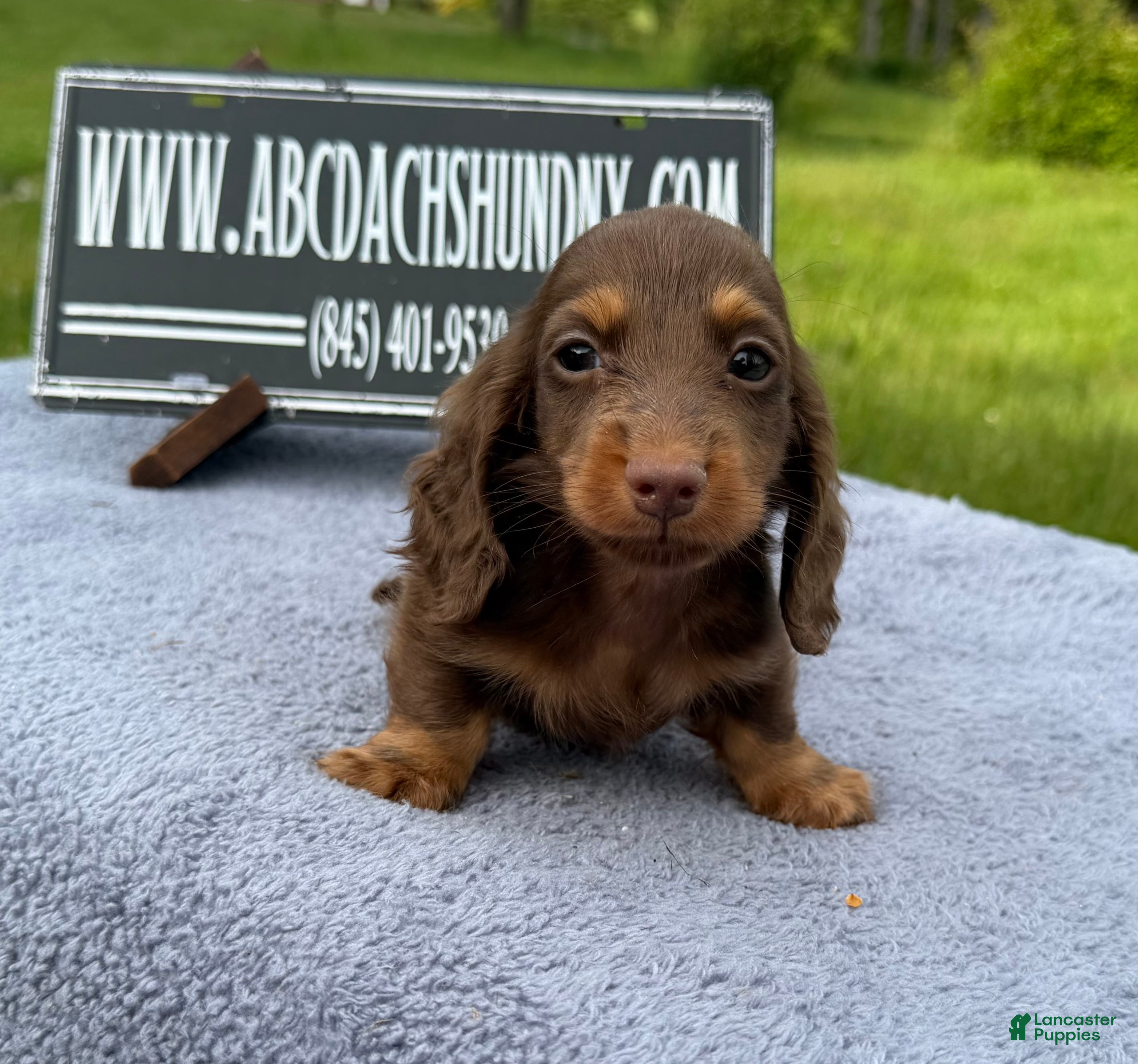 Miniature Dachshund dogs Russian champion lines  - Ad 9
