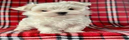 Maltese dogs for sale: Banjo - Ad 3