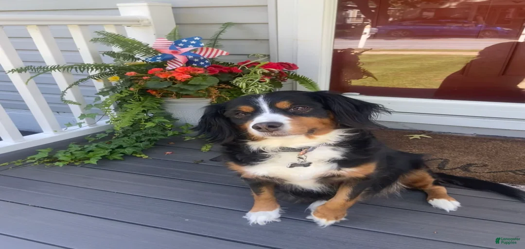 Gallery Image {{count}}