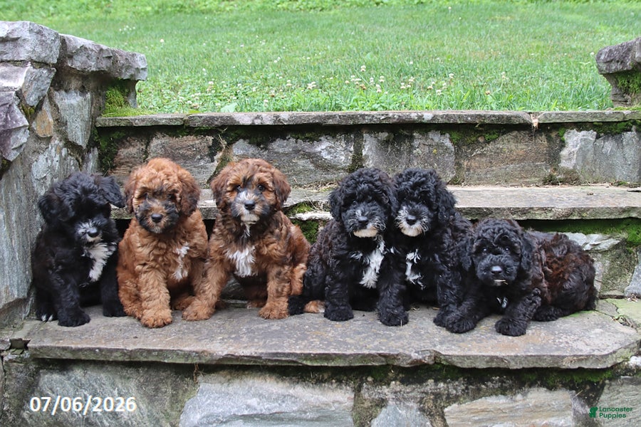 Whoodle dogs Besty - Ad 2