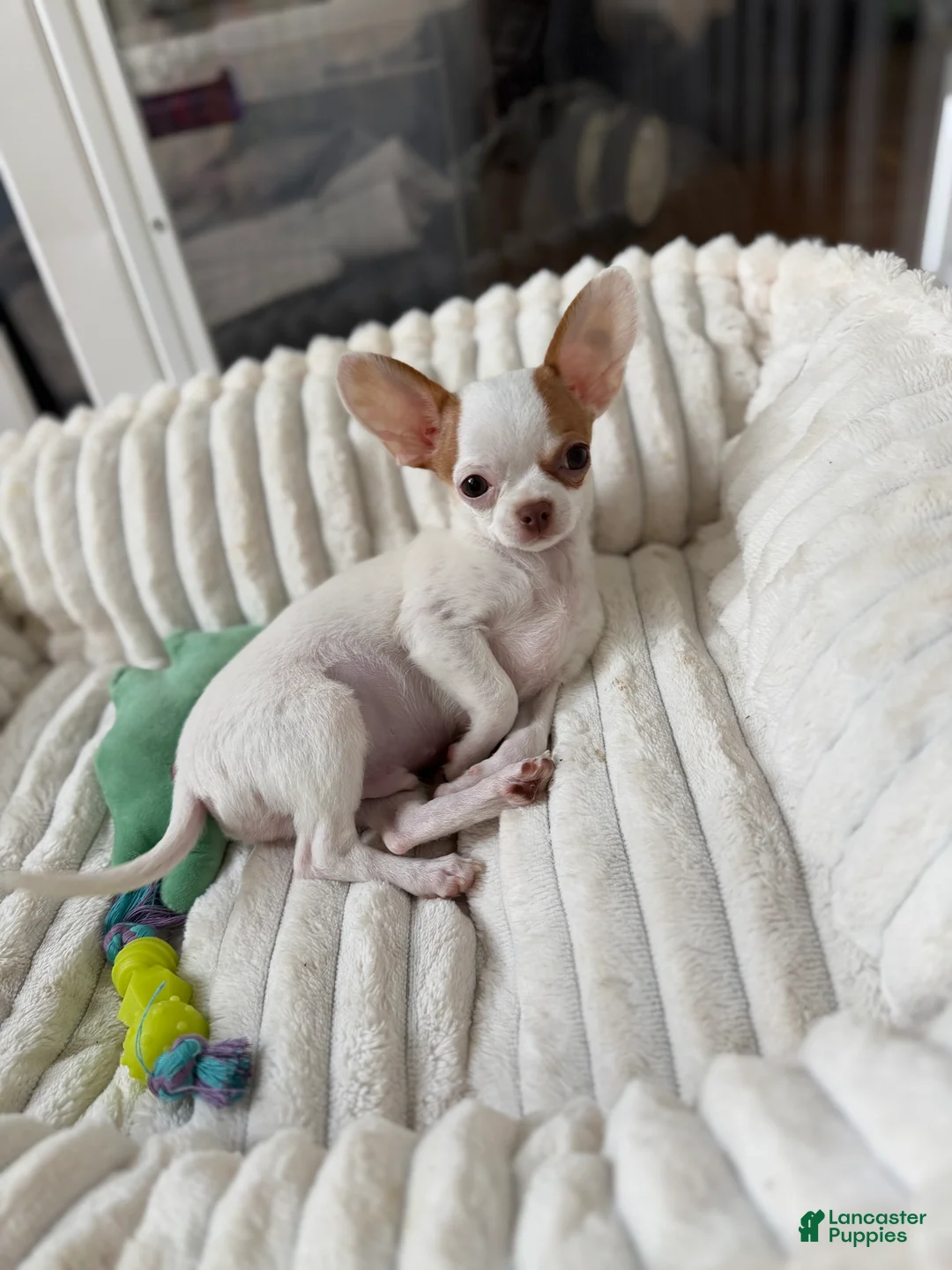 Chihuahua dogs for sale: ✨CKC Saint✨ Applehead 4 lbs fully grown  - Ad 4