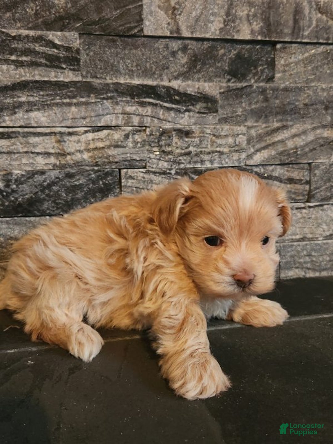Maltipoo dogs for sale: Charley - Ad 5