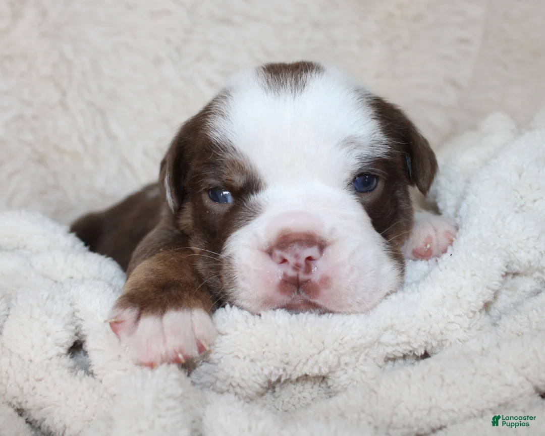 English Bulldog dogs for sale: Milo - Ad 2