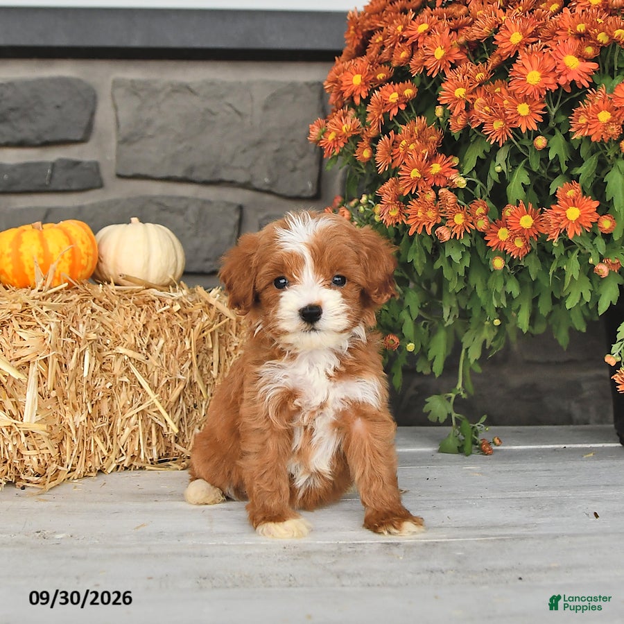 Cavapoo dogs Rosa  - Ad 2