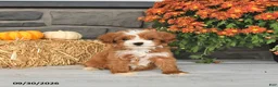 Cavapoo dogs for sale: Rosa  - Ad 2