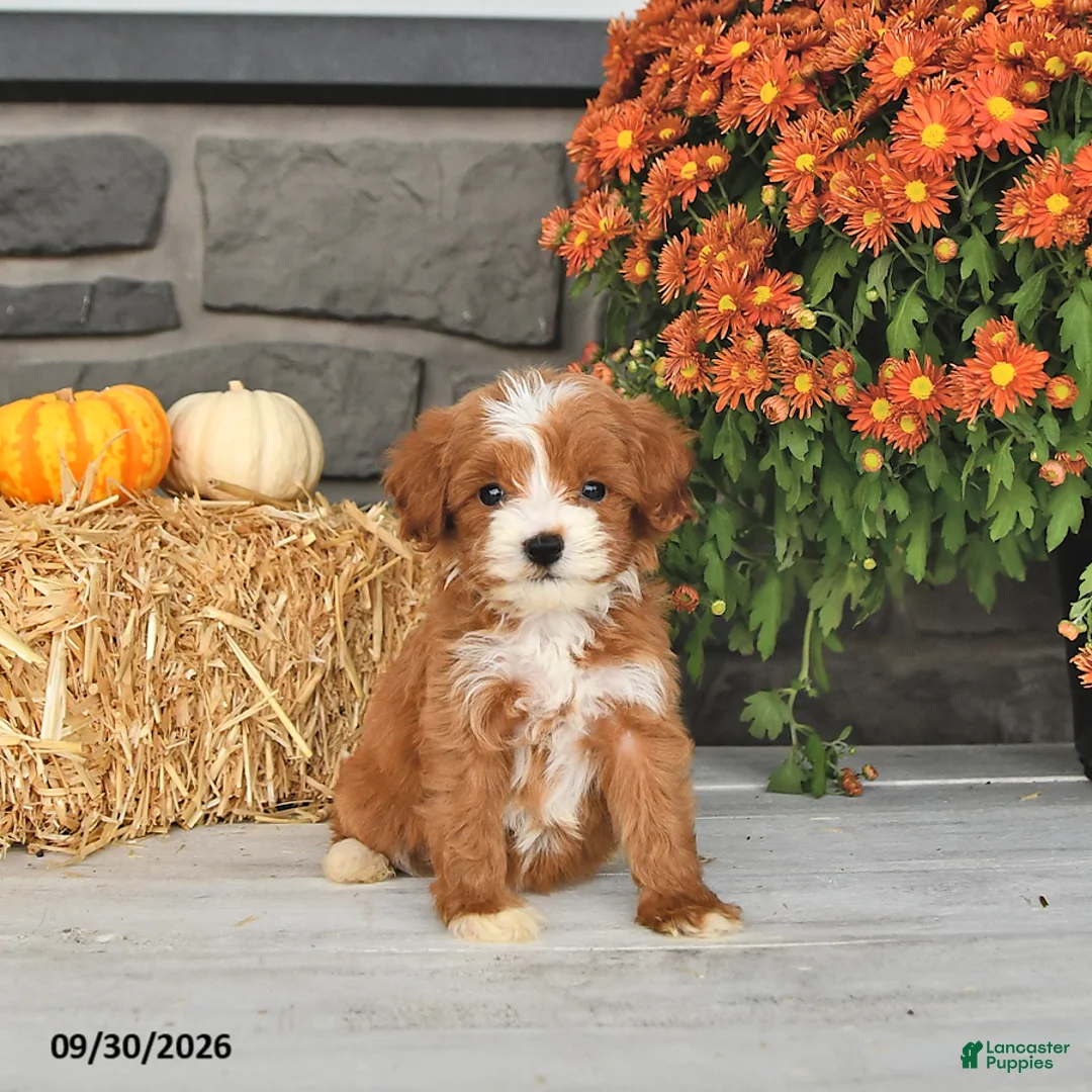 Cavapoo dogs for sale: Rosa  - Ad 2