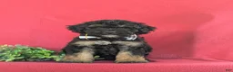 Bichpoo dogs for sale: Abram - Ad 2