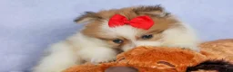 Pomeranian dogs for sale: Eric🐾 - Ad 11