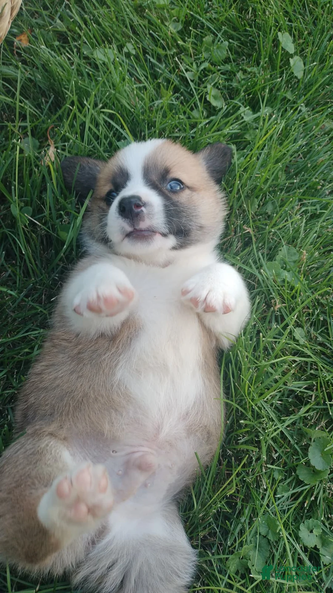 Welsh Corgi Pembroke dogs for sale: Myer - Ad 2