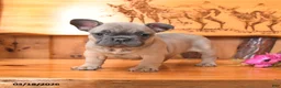 French Bulldog dogs for sale: Satin - Ad 3