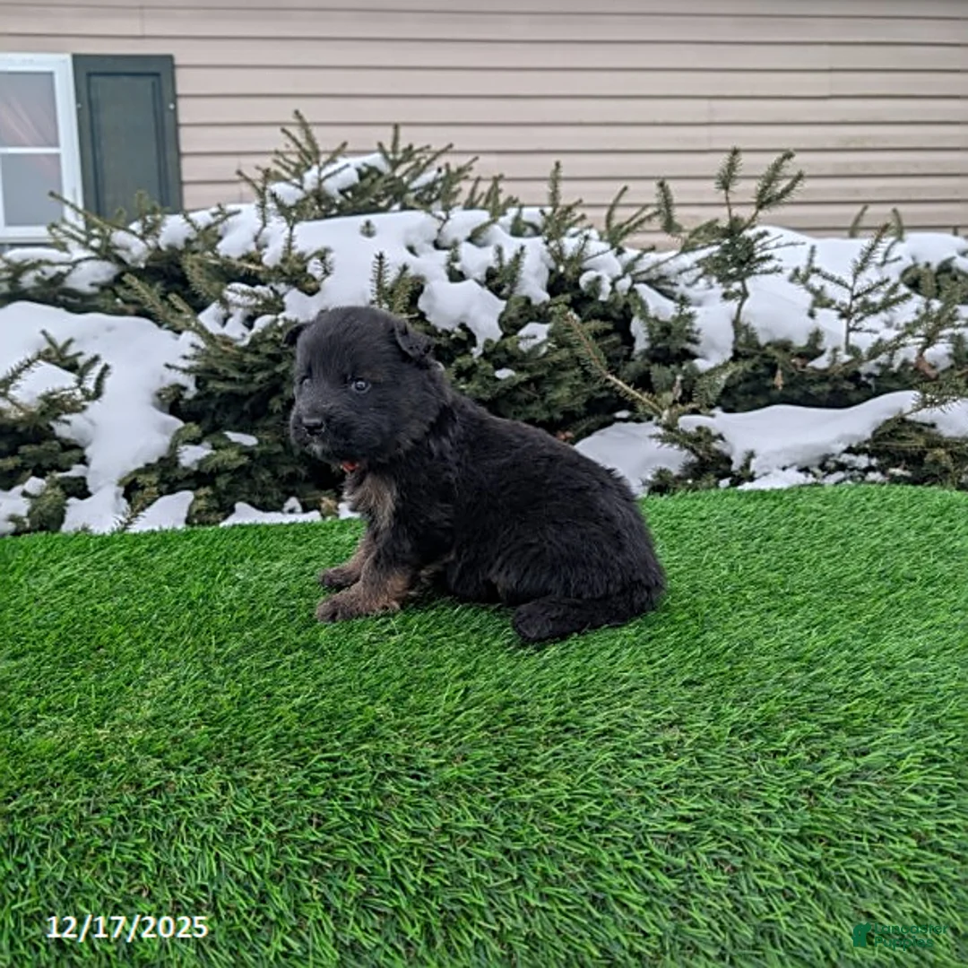 German Shepherd dogs for sale: Maverick - Ad 9