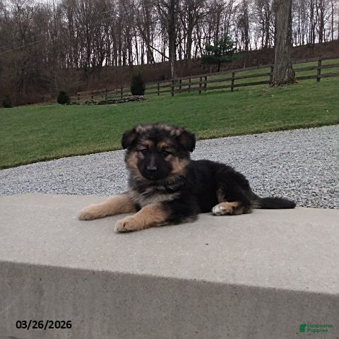 German Shepherd dogs Sally - Ad 2