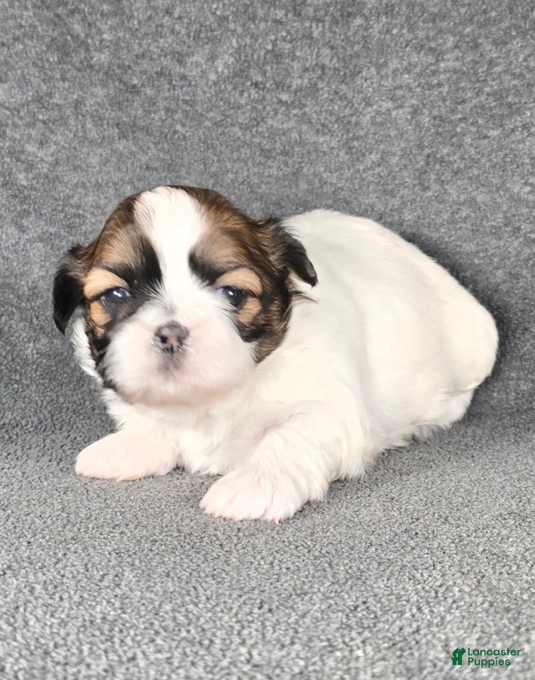 Shih Tzu dogs Charlie - Ad 31