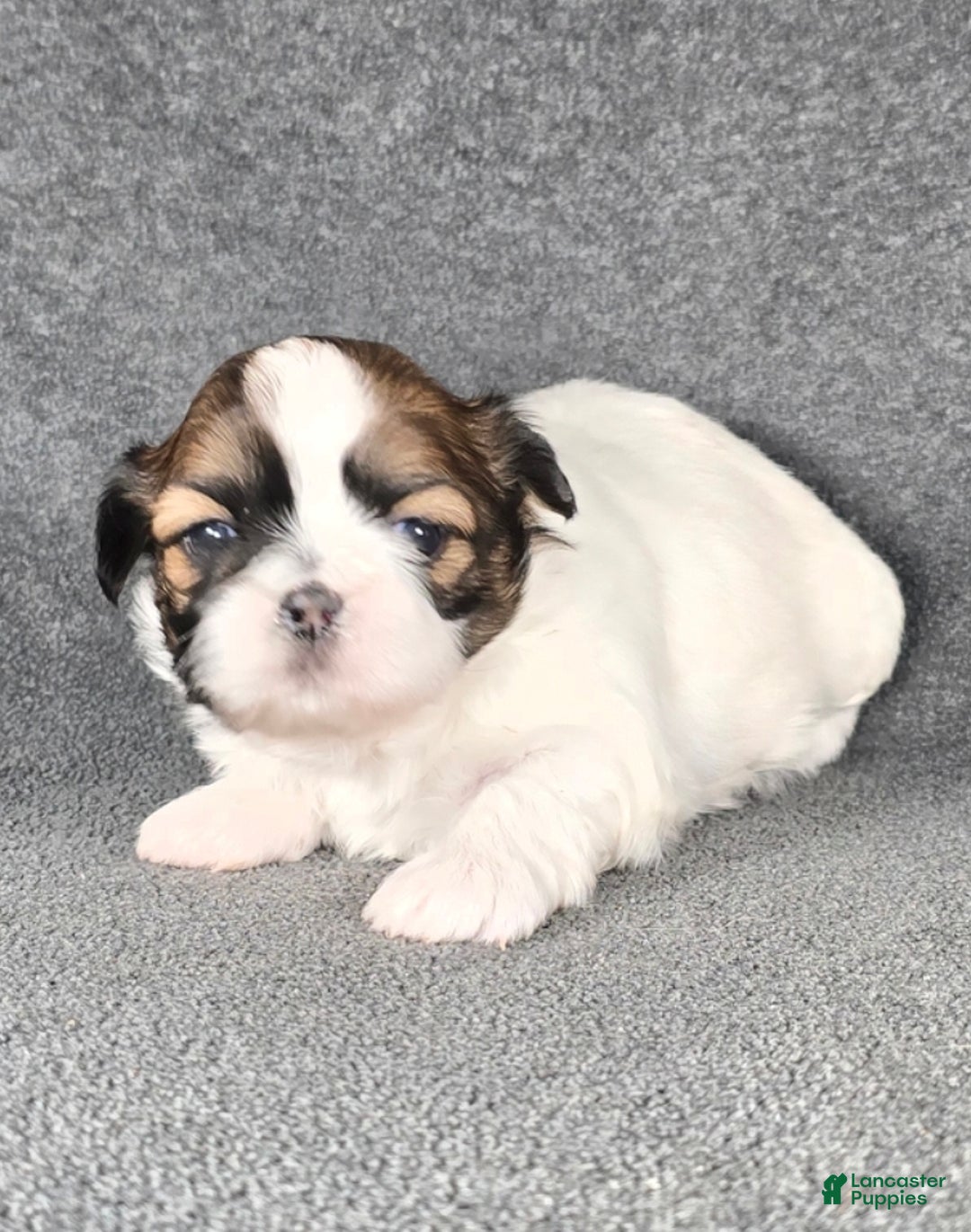 Shih Tzu dogs for sale: Charlie - Ad 1